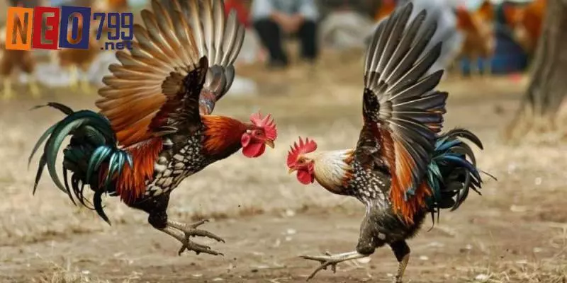 Đá Gà Tre NEO79 – Trải Nghiệm Mới Với Trò Chơi Truyền Thống 5 Khái quát chung về hình thức đá gà tre